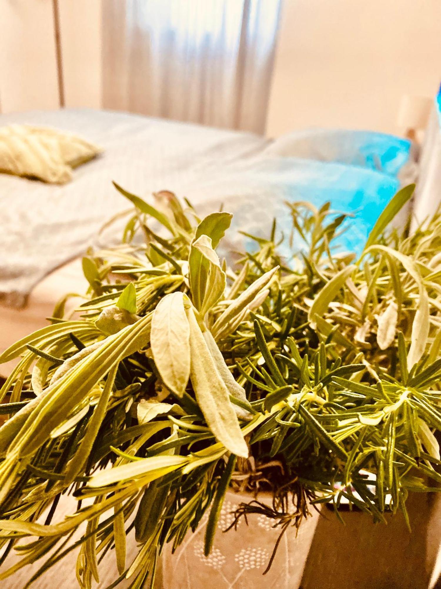 Apartment Nicol Senj  Zewnętrze zdjęcie